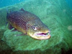 Trout says hello in Capenwray
Olymus mju410 by Steve Laycock 